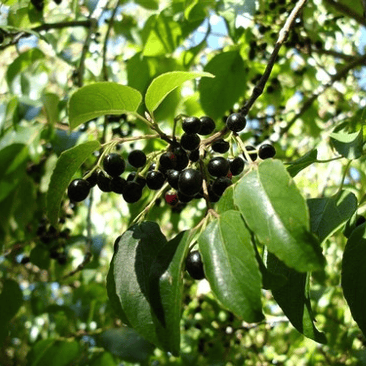 Maqui / Aristotelia Chilensis Árbol Frutal 2