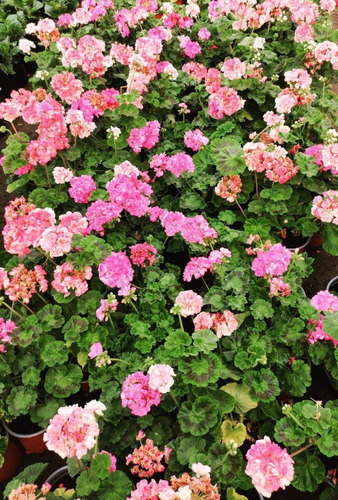 Cardenal Doble Rosado Arbusto Ornamental Flor 1