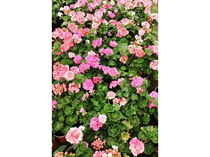 Cardenal Doble Rosado Arbusto Ornamental Flor