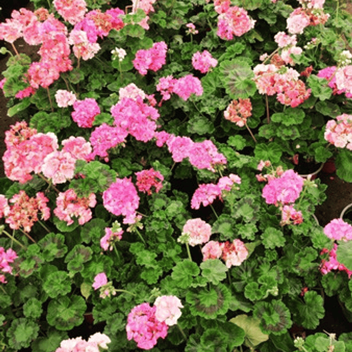 Cardenal Doble Rosado Arbusto Ornamental Flor 1