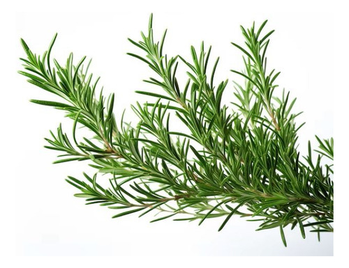 Romero Rastrero Planta Arbusto Ornamental 1