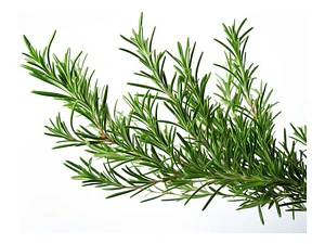 Romero Rastrero Planta Arbusto Ornamental