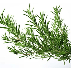 Romero Rastrero Planta Arbusto Ornamental