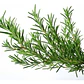 Romero Rastrero Planta Arbusto Ornamental - Miniatura 1