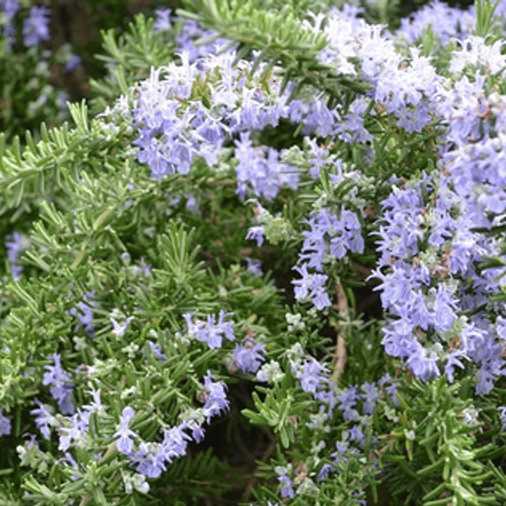 Romero Rastrero Planta Arbusto Ornamental 2