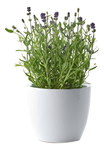 Pack De 5 Lavanda Inglesa Planta Pequeña Arbusto Ornamental 1