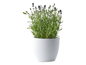 Pack De 5 Lavanda Inglesa Planta Pequeña Arbusto Ornamental