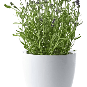 Pack De 5 Lavanda Inglesa Planta Pequeña Arbusto Ornamental