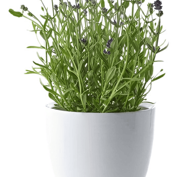 Pack De 5 Lavanda Inglesa Planta Pequeña Arbusto Ornamental 1