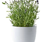Pack De 5 Lavanda Inglesa Planta Pequeña Arbusto Ornamental - Miniatura 1