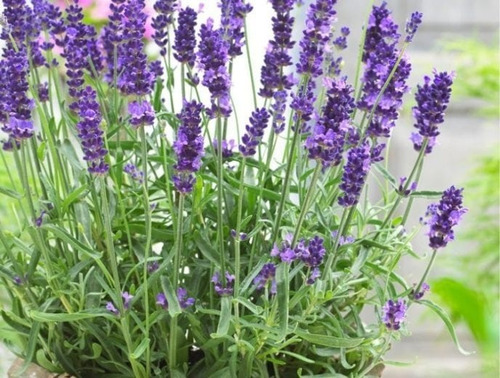Pack De 5 Lavanda Inglesa Planta Pequeña Arbusto Ornamental 2