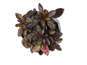 Ajuga Morada Cubresuelo Reptans Consuelda