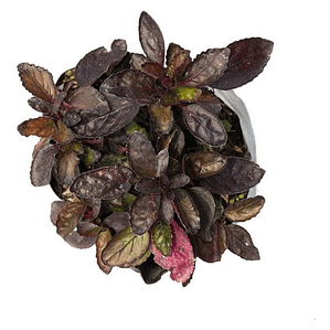 Ajuga Morada Cubresuelo Reptans Consuelda