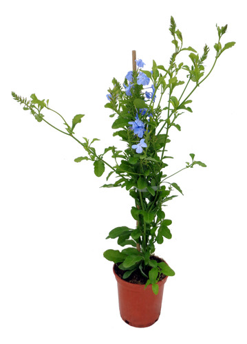 Plumbago Capensis Jazmín Celeste Trepadora Flor Ornamental 1