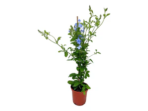 Plumbago Capensis Jazmín Celeste Trepadora Flor Ornamental