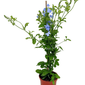 Plumbago Capensis Jazmín Celeste Trepadora Flor Ornamental