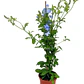 Plumbago Capensis Jazmín Celeste Trepadora Flor Ornamental - Miniatura 1