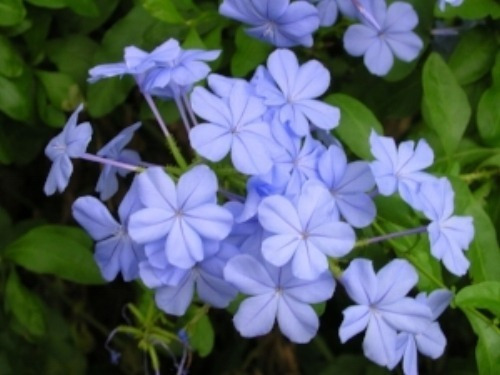 Plumbago Capensis Jazmín Celeste Trepadora Flor Ornamental 2
