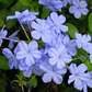 Plumbago Capensis Jazmín Celeste Trepadora Flor Ornamental - Miniatura 2