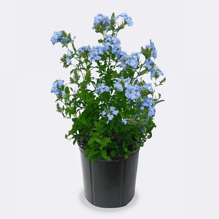 Plumbago Capensis Jazmín Celeste Trepadora Flor Ornamental 3