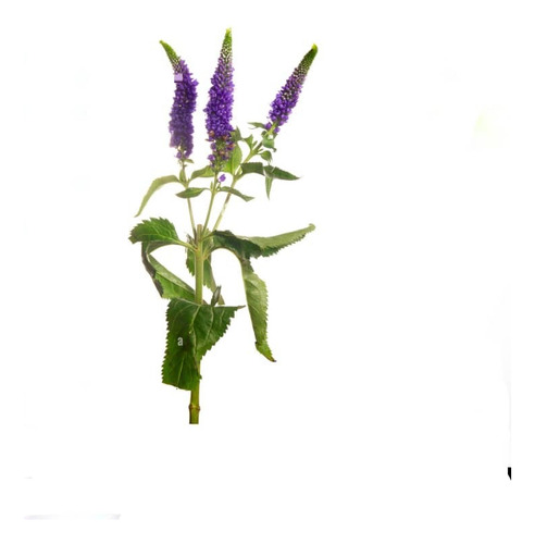 Verónica Morada Planta Arbusto Ornamental 1