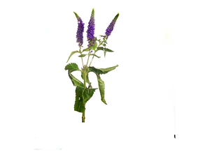 Verónica Morada Planta Arbusto Ornamental