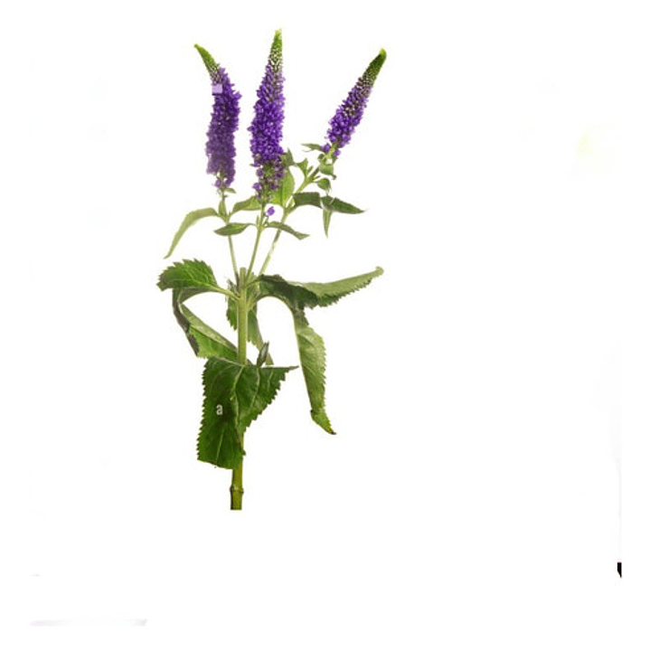 Verónica Morada Planta Arbusto Ornamental 1