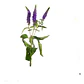 Verónica Morada Planta Arbusto Ornamental - Miniatura 1