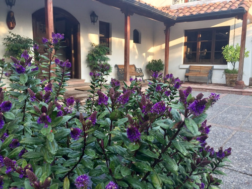 Verónica Morada Planta Arbusto Ornamental 2