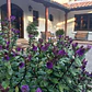 Verónica Morada Planta Arbusto Ornamental - Miniatura 2