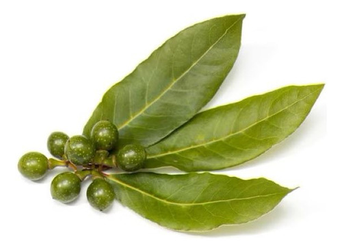 Laurel De Comer Laurus Nobilis Árbol Ornamental Aromático 1