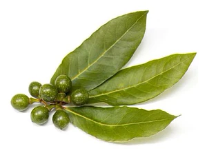 Laurel De Comer Laurus Nobilis Árbol Ornamental Aromático