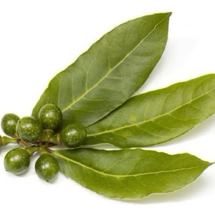 Laurel De Comer Laurus Nobilis Árbol Ornamental Aromático 1