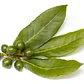 Laurel De Comer Laurus Nobilis Árbol Ornamental Aromático - Miniatura 1