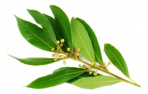 Laurel De Comer Laurus Nobilis Árbol Ornamental Aromático 2