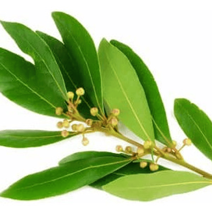 Laurel De Comer Laurus Nobilis Árbol Ornamental Aromático 2