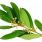 Laurel De Comer Laurus Nobilis Árbol Ornamental Aromático - Miniatura 2