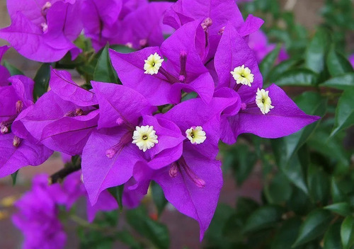 Bugamvilia Lila Bougainvillea Trepadora Ornamental 1