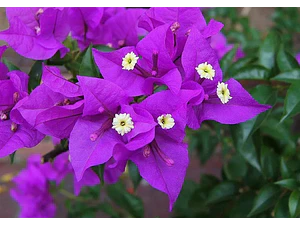 Bugamvilia Lila Bougainvillea Trepadora Ornamental
