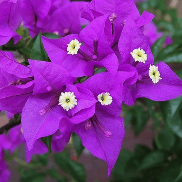 Bugamvilia Lila Bougainvillea Trepadora Ornamental 1