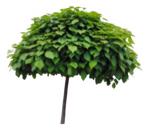 Catalpa Árbol Ornamental 1