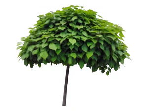Catalpa Árbol Ornamental