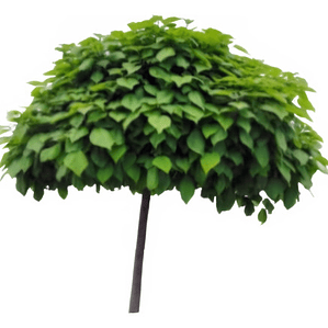 Catalpa Árbol Ornamental