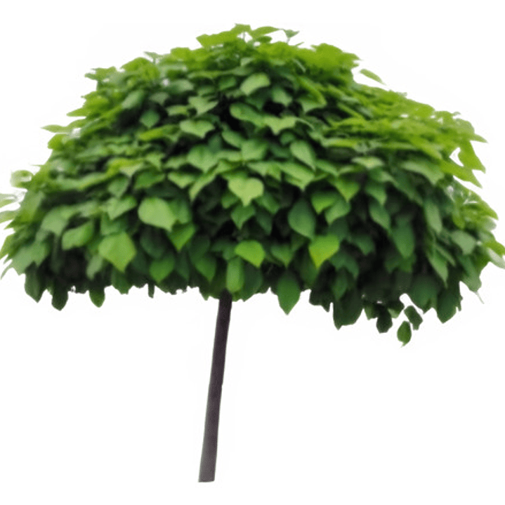 Catalpa Árbol Ornamental 1