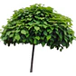 Catalpa Árbol Ornamental - Miniatura 1