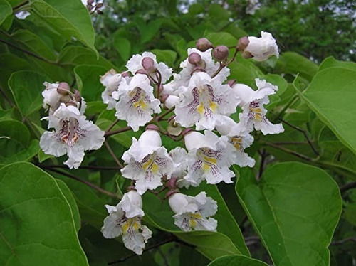 Catalpa Árbol Ornamental 2