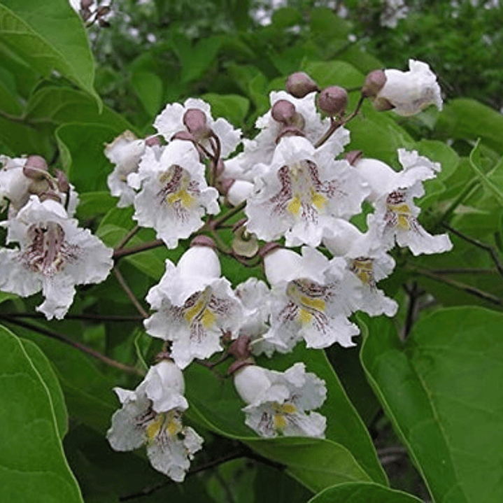 Catalpa Árbol Ornamental 2