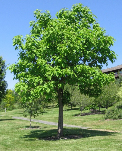 Catalpa Árbol Ornamental 3