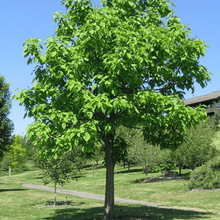 Catalpa Árbol Ornamental 3
