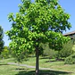 Catalpa Árbol Ornamental - Miniatura 3